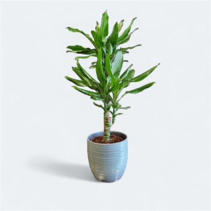 Dracaena Steudneri