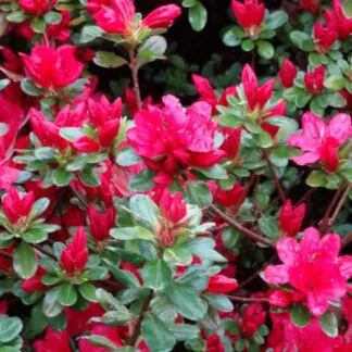 Azalea Japonica Hino Crimson - Evergreen Japanese Azalea