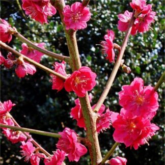 Prunus Persica Melred - Peach Tree