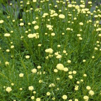 Santolina Rosmarinifolia - Cotton Lavender