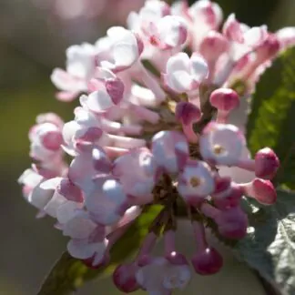 Viburnum Carlesii Aurora