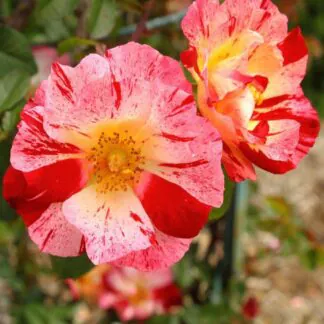 Rose 'Crazy For You' - Floribunda Bush Rose