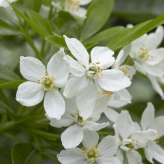 Choisya Ternata - Mexican Orange Blossom