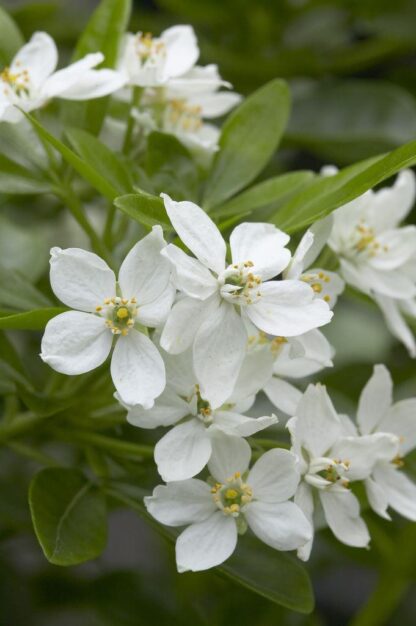 Choisya Ternata - Mexican Orange Blossom