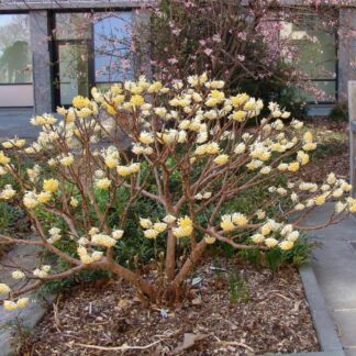 Edgeworthia Papyrifera Winter Love - Edgeworthia Snow Cream Honeybush