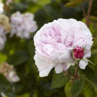 Rose 'Fantin-Latour' - Shrub Rose