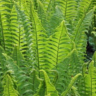 Matteuccia Struthiopteris - Shuttle Cock/Ostrich Fern