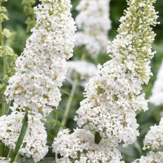 Buddleja Davidii White Profusion - White Butterfly Bush Buddleia