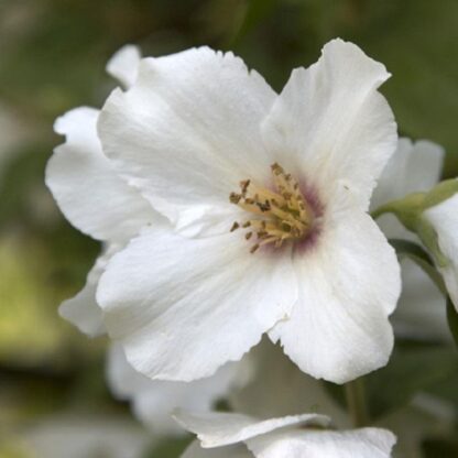 Philadelphus Belle Etoile - Mock Orange