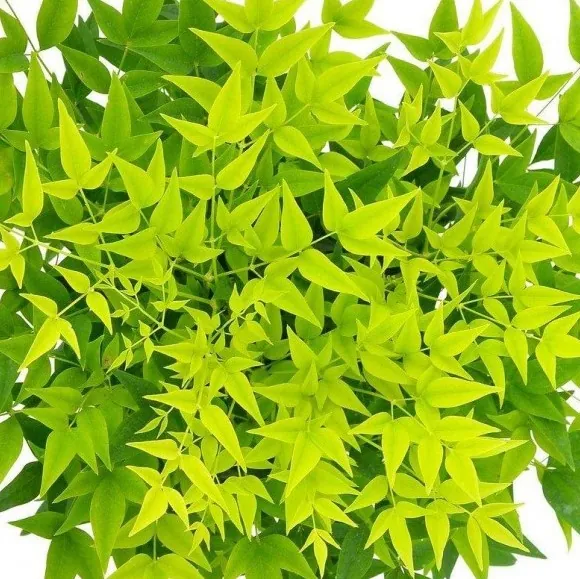 Nandina Domestica Lemon-Lime - Brightly Coloured Heavenly Bamboo