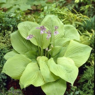 Hosta 'Sum And Substance'