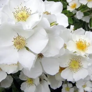 Rose 'Wedding Day' - Climbing Rose