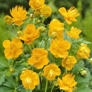 Trollius Golden Queen