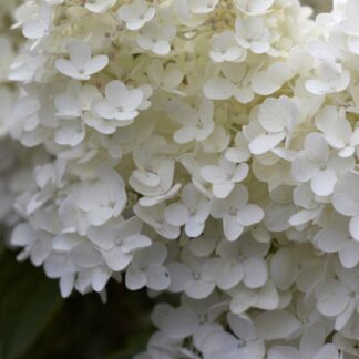 Large Hydrangea Paniculata Grandiflora