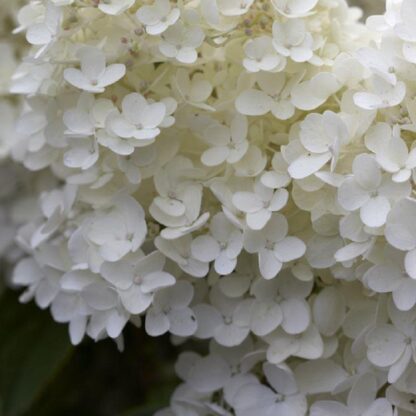 Large Hydrangea Paniculata Grandiflora