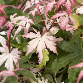 Large Acer Japanese Maple Tree - Orido Nishiki (Asahi-Zuru)