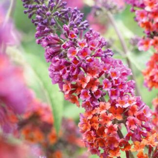 Large Buddleia Flower Power - Amazing Bicolour Flowered Butterfly Bush Specimen