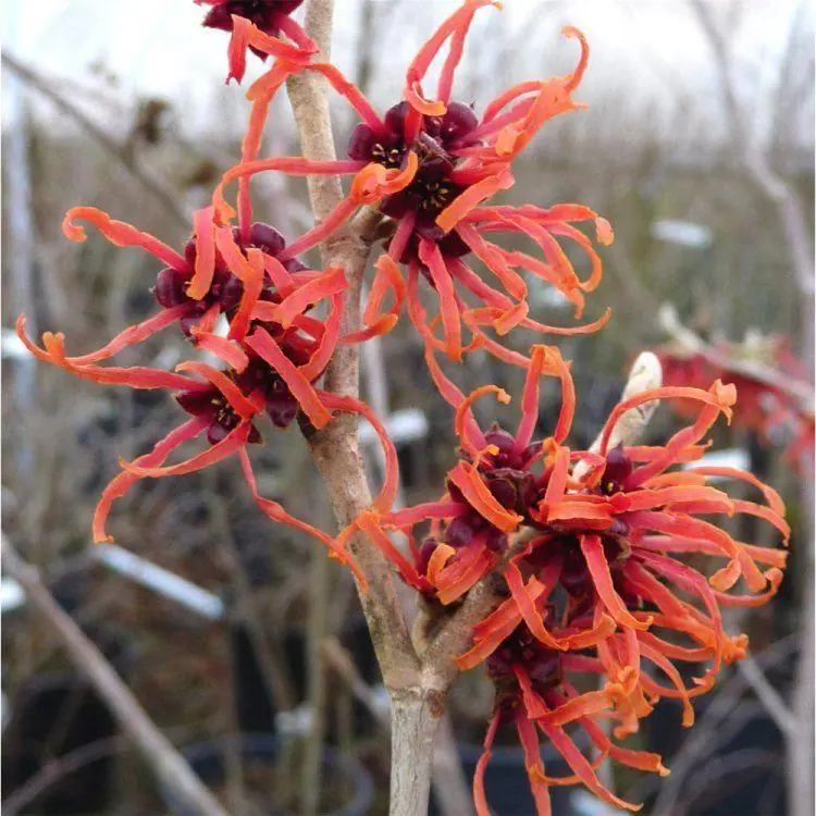 Hamamelis Intermedia Feuerzauber - Magic Fire Witch Hazel - Large 130-150cm Specimen