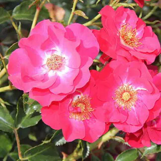 Rose 'Olympic Flame' - Floribunda Rose