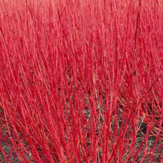 Cornus Alba Sibirica - Red Barked Dog Wood