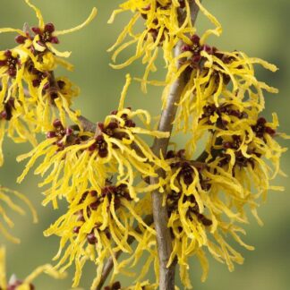 Hamamelis x Intermedia Westerstede - Witch Hazel - Large Specimen