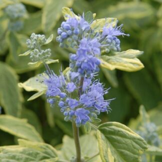 Caryopteris Summer Sorbet - Blue Mist Shrub