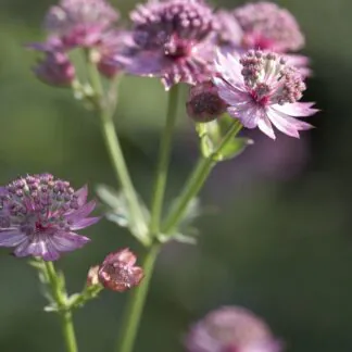 Astrantia Major Roma