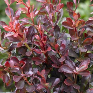 Berberis Thunbergii Atropurpurea Nana - Dwarf Purple Barberry