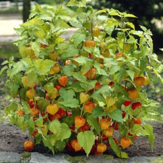 Physalis Franchetii - Chinese Lantern