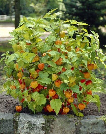 Physalis Franchetii - Chinese Lantern