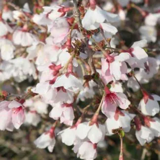 Prunus Incisa Kojo-No-Mai - Standard Fuji Cherry Tree