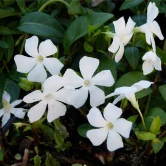 Vinca Minor Alba - White Lesser Periwinkle Plant