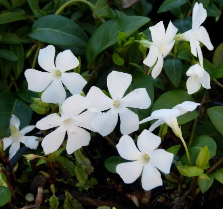 Vinca Minor Alba - White Lesser Periwinkle Plant