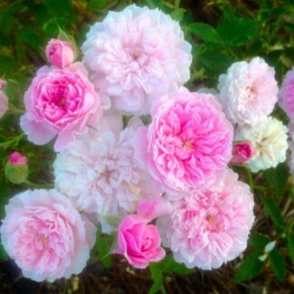 Rose 'Cecile Brunner' - Climbing Rose