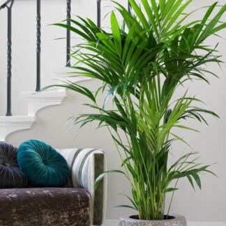 Howea Forsteriana - Kentia Palm - The Best Palm For Indoors - Large 180-210cm Specimen