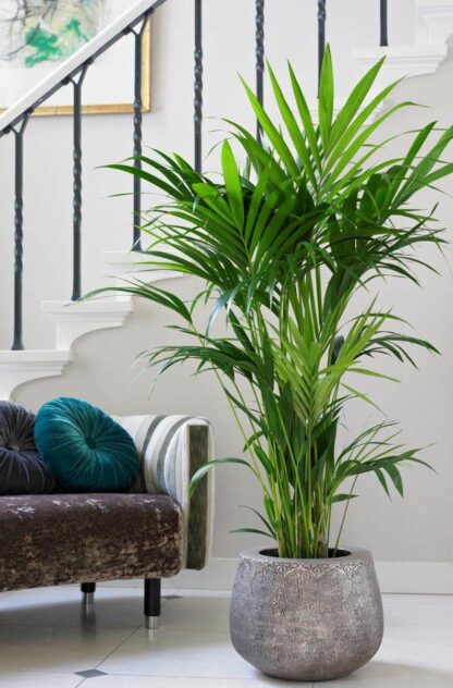 Howea Forsteriana - Kentia Palm - The Best Palm For Indoors - Large 180-210cm Specimen