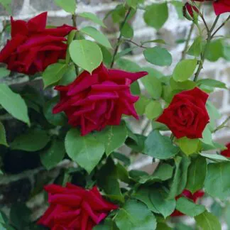 Rose 'Ena Harkness' - Climbing Rose