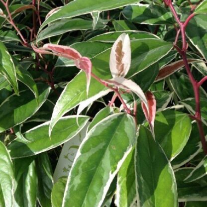 Leucothoe Fontanesiana Whitewater - Switch Ivy