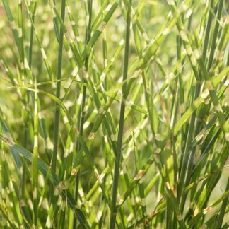 Miscanthus Sinensis Zebrinus - Zebra Grass