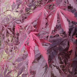 Large Acer Japanese Maple Tree - Suminagashi -Circa 180cm