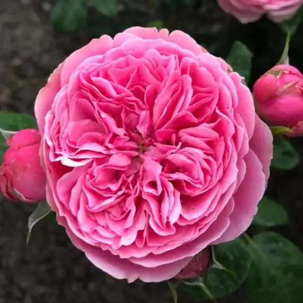Rose 'Felicia' - Shrub Rose
