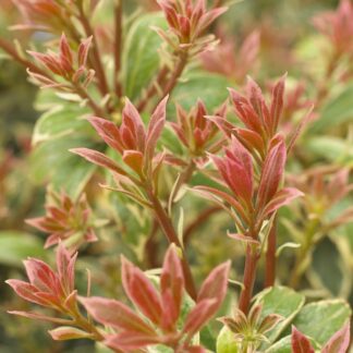 Pieris Little Heath - Lily of The Valley Shrub - Extra Large Specimen