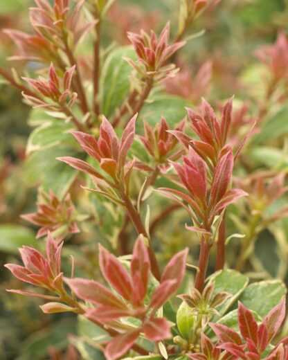 Pieris Little Heath - Lily of The Valley Shrub - Extra Large Specimen