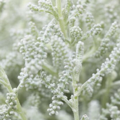 Santolina Chamaecyparissus - Cotton Lavender