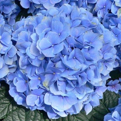 Hydrangea Macrophylla Blauer Zwerg - Blue Mophead - Giant Football Sized Flowers - Large Plants