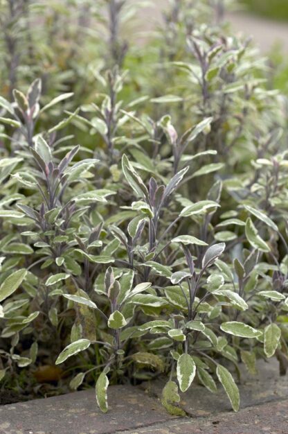 Salvia Officinalis ''Tricolour'' - Tricolour Sage