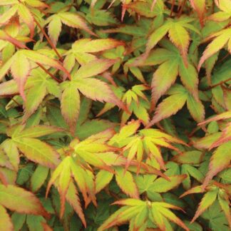 Acer Palmatum Little Princess - Japanese Maple