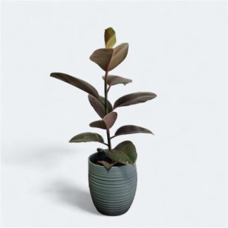 Ficus Camouflage
