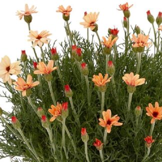 Rhodanthemum Hosmariense Zagora Orange - Morrocan Daisy