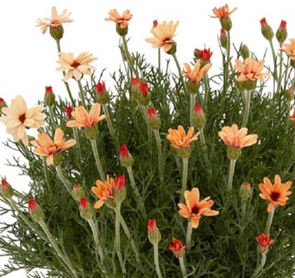 Rhodanthemum Hosmariense Zagora Orange - Morrocan Daisy